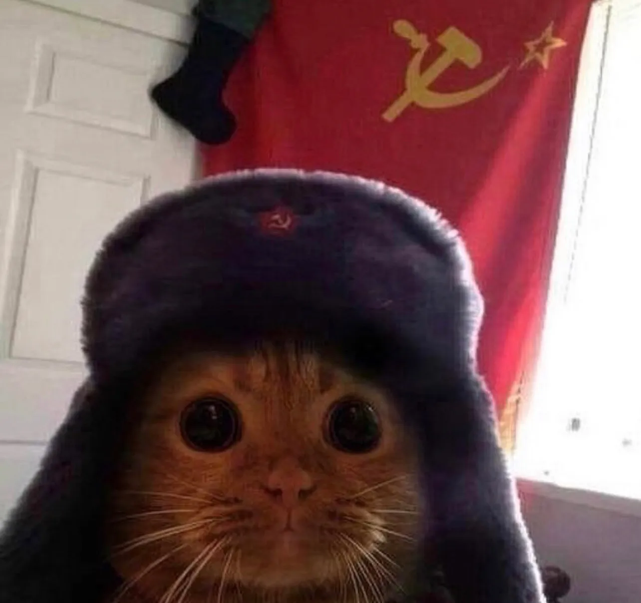 Comrade Meow Meow